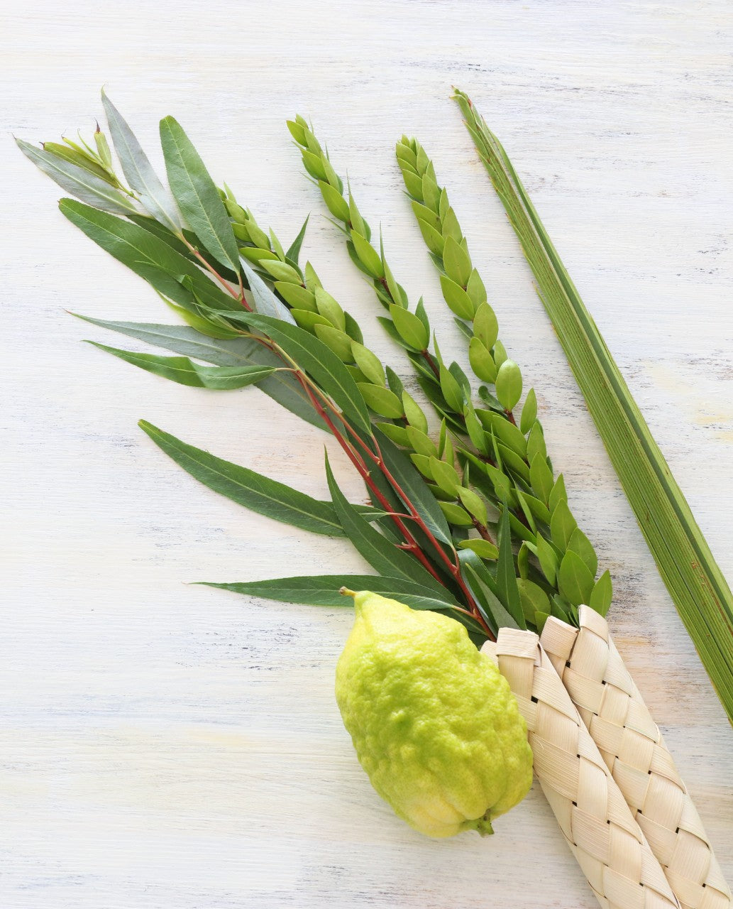 Standard Etrog & Lulav Set